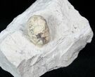 Eocene Aged Fossil Turtle Egg - France #12977-2